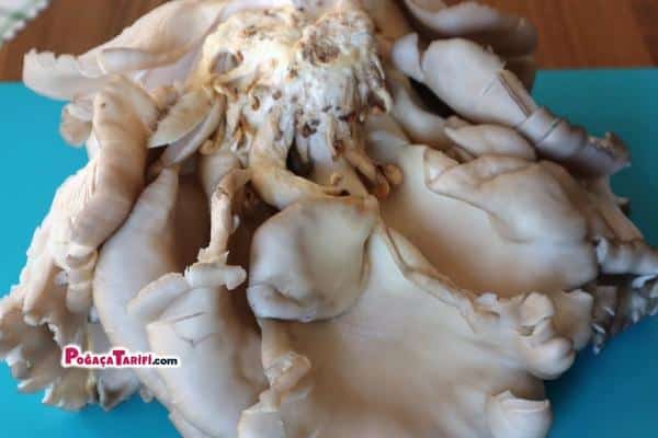 Bu Mantarı Gördüğünüz Yerde Alın Et Lezzetinde İstiridye Mantarı