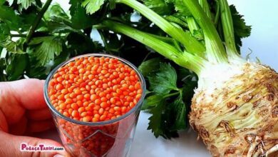 Kerevizli Mercimek Çorbası